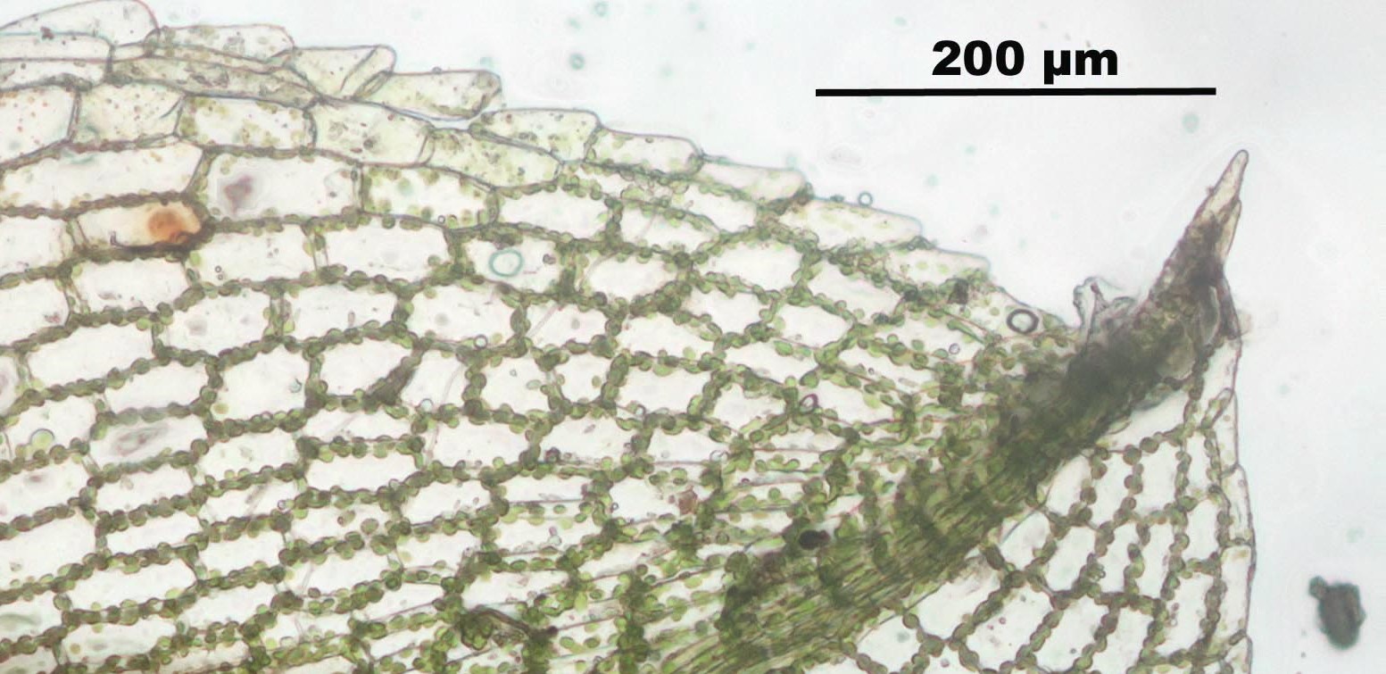 Funaria_hygrometrica_%28e,_144437-481001%29_2940