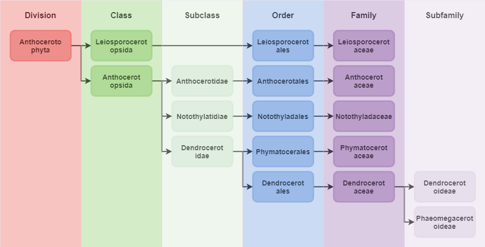 Systematics_Anthocerotophyta